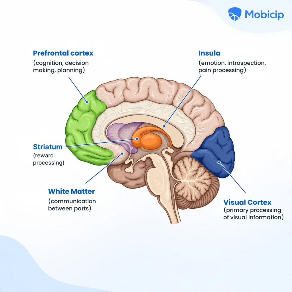 fast changing parts of a child's brain